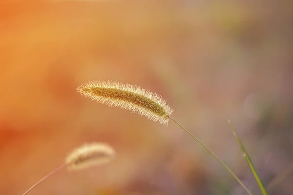 Spikelets of grass in the sunlight in a field in the fall. natural background