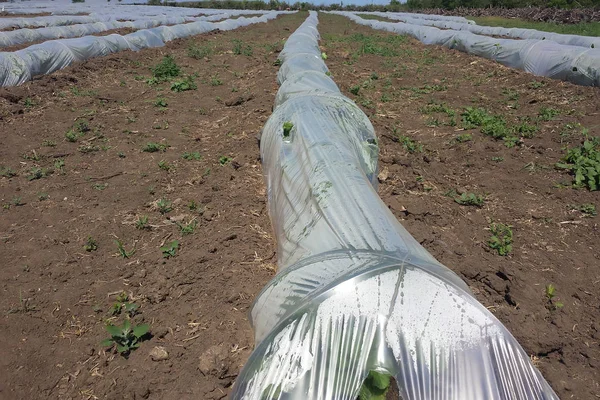 growing watermelons in the open ground under plastic wrap.