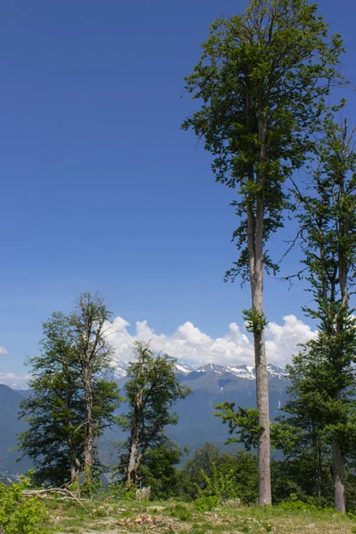 Magnífico paisaje de montaña, en primer plano hay un árbol — Foto de Stock