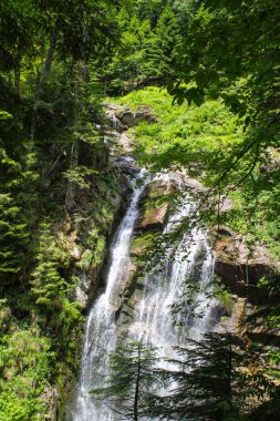 Ormanda küçük bir şelale