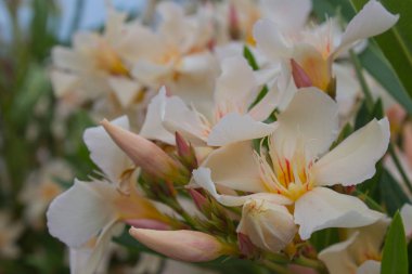 Narin krem çiçekler yakın çekim