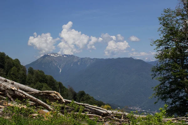 Alberi caduti e foresta contro le montagne — Foto Stock