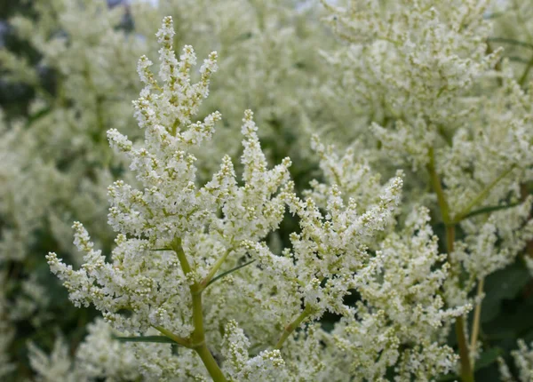 Nahaufnahme Einer Pflanze Die Mit Kleinen Weißen Blüten Blüht — Stockfoto