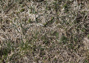 Genç otlar eski kuru otların arasından geçer.