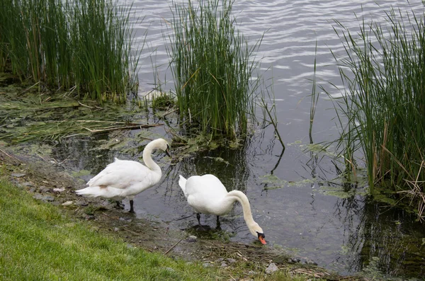 Pair Swans Drink Water Wash Themselves Bank — Stock Photo, Image