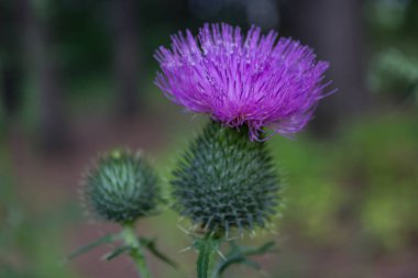 Close-up of a bright purple forest flower clipart