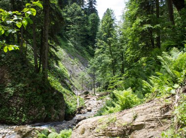 Ormanda küçük bir dağ nehri.