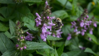 Çiçeklerden polen ve nektar toplayan bir arıya yaklaş