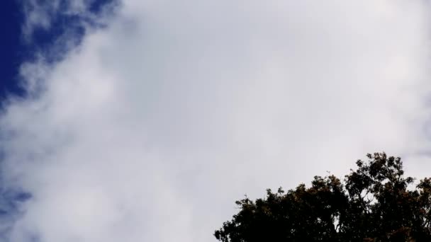 Filmación Verde Árbol Fondo Nube Moviéndose Cielo Azul — Vídeo de stock