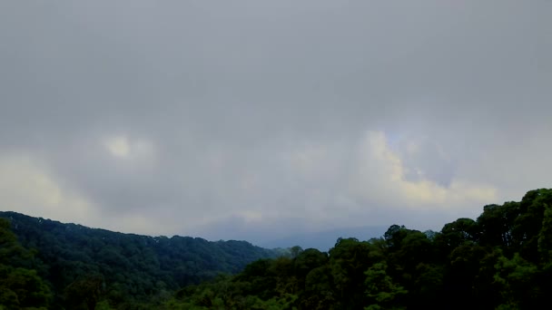 Paisaje Magnífico Árbol Ramas Verdes Montañas Cubiertas Niebla — Vídeos de Stock