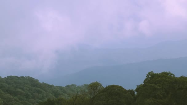 Paisaje Magnífico Árbol Ramas Verdes Montañas Cubiertas Niebla — Vídeos de Stock