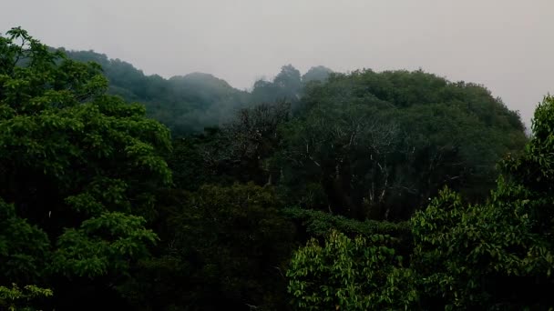 Τοπίο Πανέμορφο Καταπράσινο Δέντρο Κλαδιά Βουνά Καλύπτουν Ομίχλης — Αρχείο Βίντεο