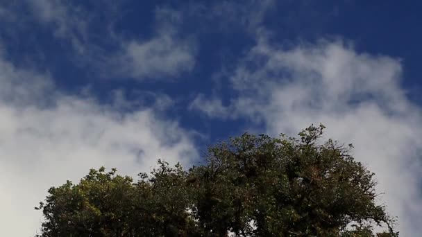 Filmati Sfondo Nube Che Muove Lento Sul Cielo Blu — Video Stock