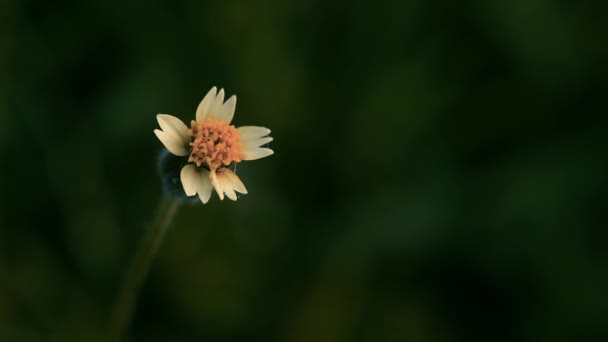 Mantelknöpfe Tridax Gänseblümchen Blumen — Stockvideo