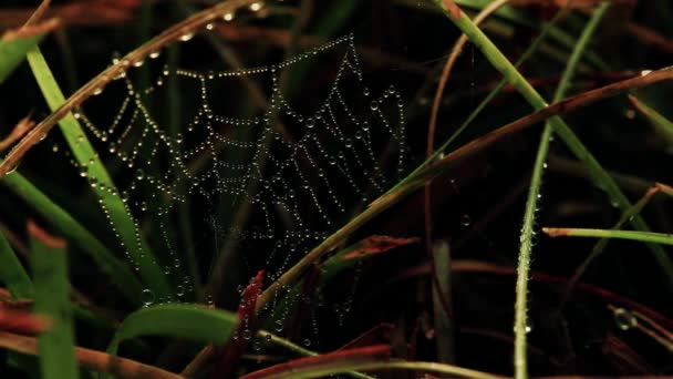 Spindelnät Som Sprungit Gräs — Stockvideo