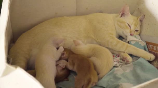 Brown Mother Cat Feeding Her Newborn Four Cute Kittens — Stock Video