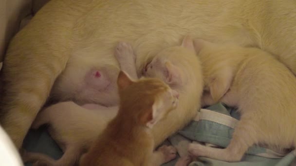 Brown Madre Gatto Alimentando Suo Neonato Quattro Gattini Carino — Video Stock