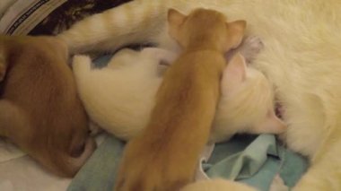 Kahverengi anne kedi onun yeni doğan dört sevimli yavru besleme