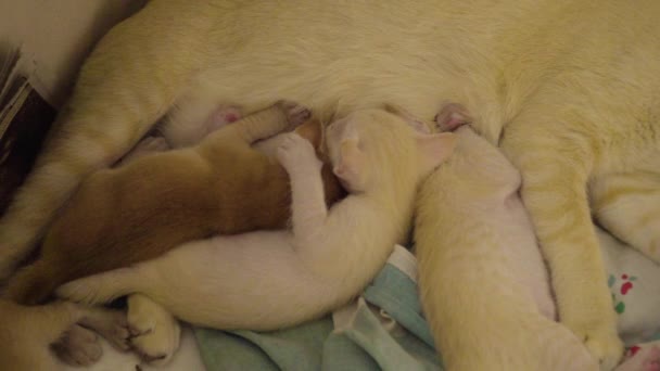 Brun Mamma Katt Utfodring Hennes Nyfödda Fyra Söta Kattungar — Stockvideo