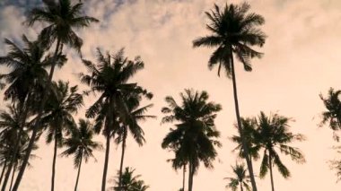 ve bir gün batımı arka planda tropik Güney geçmiş, Tayland Hindistan cevizi ağaçlarının Silhouettes.