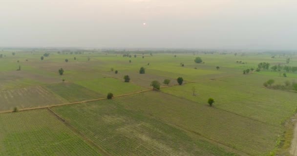 鸟瞰稻田 从飞行无人机的绿色水稻种植园视图 农业和农业 自然景观 — 图库视频影像