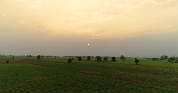 Havadan Görünüm Pirinç Alanı Uçan Drone Yeşil Pirinç Plantasyon Görünümü — Stok video