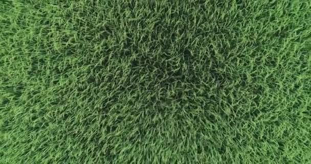 Havadan Görünüm Yeşil Pirinç Alanı Manzara Doğal Peyzaj — Stok video