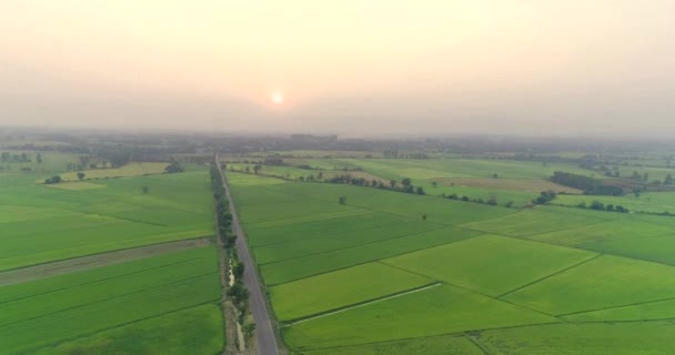 Antenna Nézete Zöld Rizsmező Tájképe Természeti Táj — Stock videók