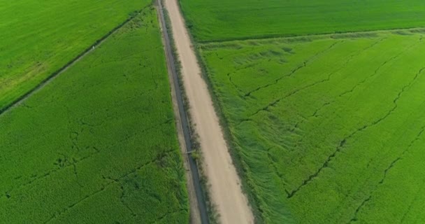Havadan Görünüm Yeşil Pirinç Alanı Manzara Doğal Peyzaj — Stok video