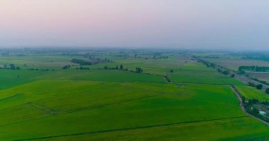 Havadan görünüm yeşil pirinç alanı manzara, Doğal peyzaj