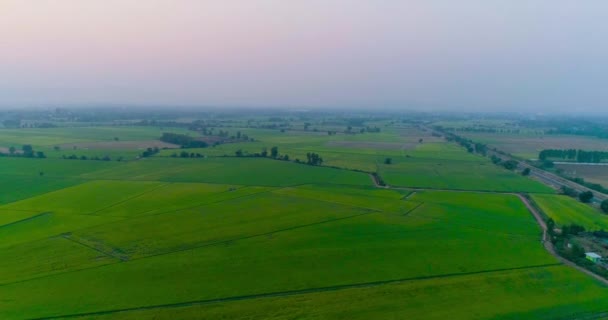 Widok Lotu Ptaka Zielony Ryż Pola Krajobrazu Krajobraz Naturalny — Wideo stockowe