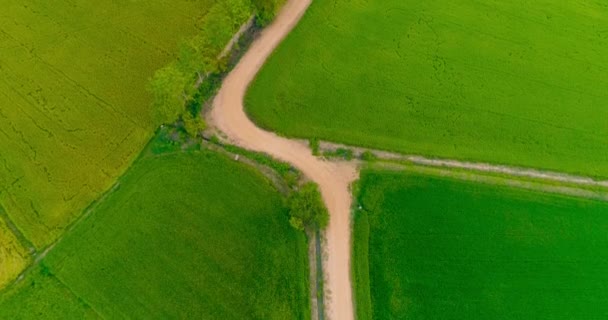 Luftaufnahme Grüne Reisfelder Landschaft Natürliche Landschaft — Stockvideo