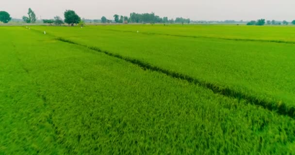 Letecký Pohled Zelená Rýžová Oblast Šířku Přírodní Krajina — Stock video
