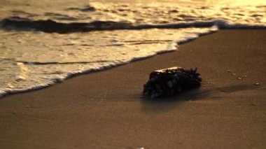 Cam Şişe sahilde midye ile kaplı.