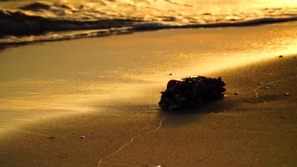 玻璃瓶在海滩上镶嵌着藤壶 — 图库视频影像