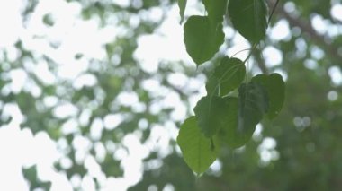 Bodhi Ağacı ve yeşil Bodhi arkaplanı terk ediyor.