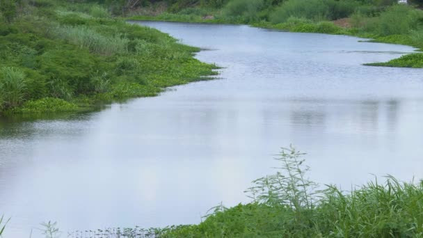 Nehirle Kırsal Alan Nehir Huzur Içinde Akıyor Rüzgar Hafifçe Esiyor — Stok video