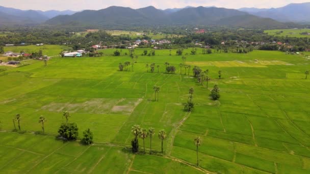 Arany Rizsföld Felett Betakarítási Szezonban Gyönyörű Kilátás Nyílik Északra Thaiföld Stock Videó