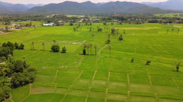 Arany Rizsföld Felett Betakarítási Szezonban Gyönyörű Kilátás Nyílik Északra Thaiföld Videóklipek