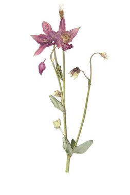 Kuru preslenmiş bitkiler üzerinde beyaz ile sulak