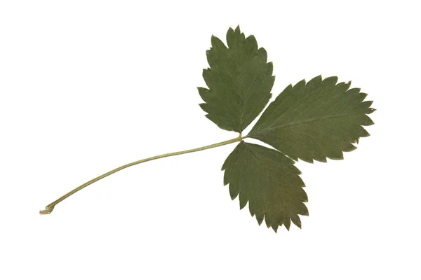 Herbarium mit trocken gepressten Pflanzen auf weiß — Stockfoto