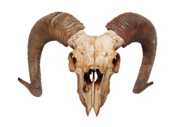 Beyaz arka plan üzerinde izole Ram kafatası