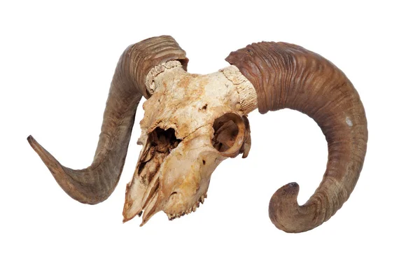 Ram skull isolated on the white background — Stock Photo, Image