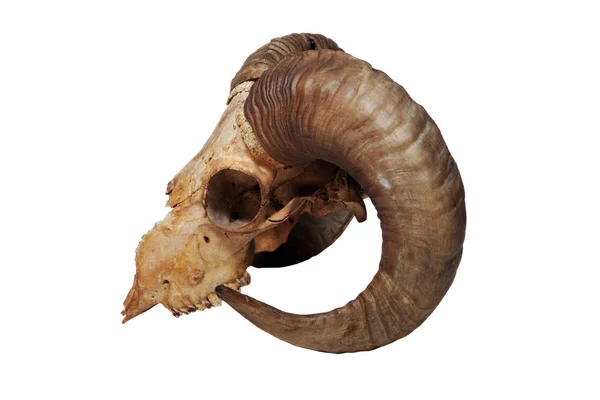 Ram skull isolated on the white background — Stock Photo, Image