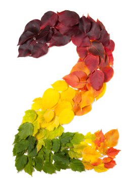 Beyaz izole sonbahar yaprakları ile yapılan iki numaralı.