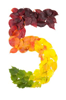 Beyaz izole sonbahar yaprakları ile yapılan beş numaralı.