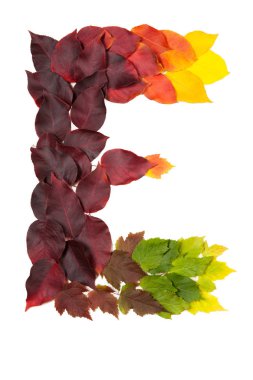 Harf E renkli sonbahar yaprakları. Sonbaharda yapraklar karakter E mades.