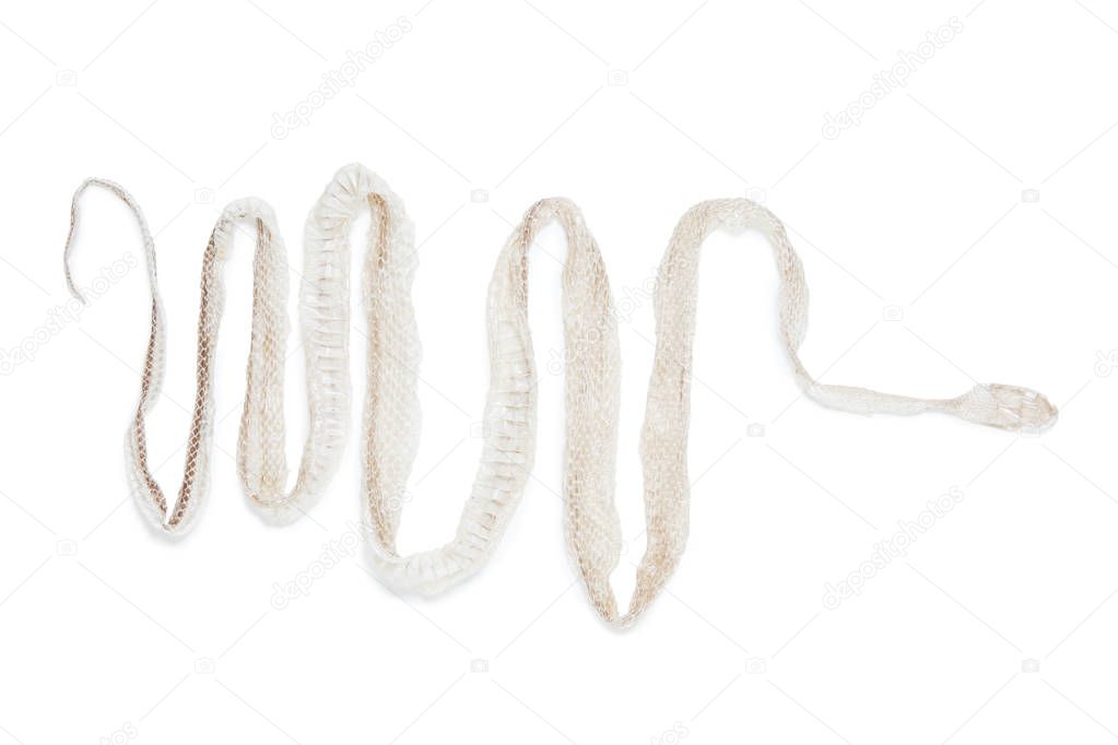 Shedding snake skin isolated on white background