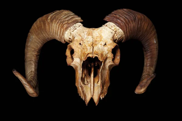 검은 배경에 고립 된 Ram 두개골 — 스톡 사진