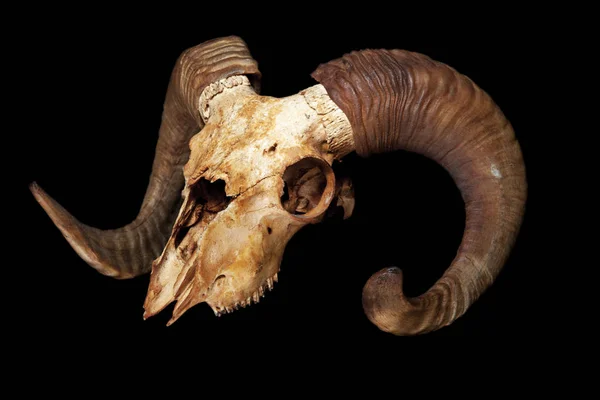 Ram skull isolated on the black background — Stock Photo, Image